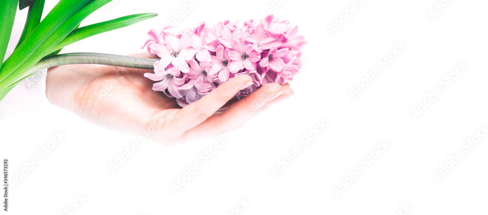 Fototapeta premium A hand holds a hyacinth flower on white background