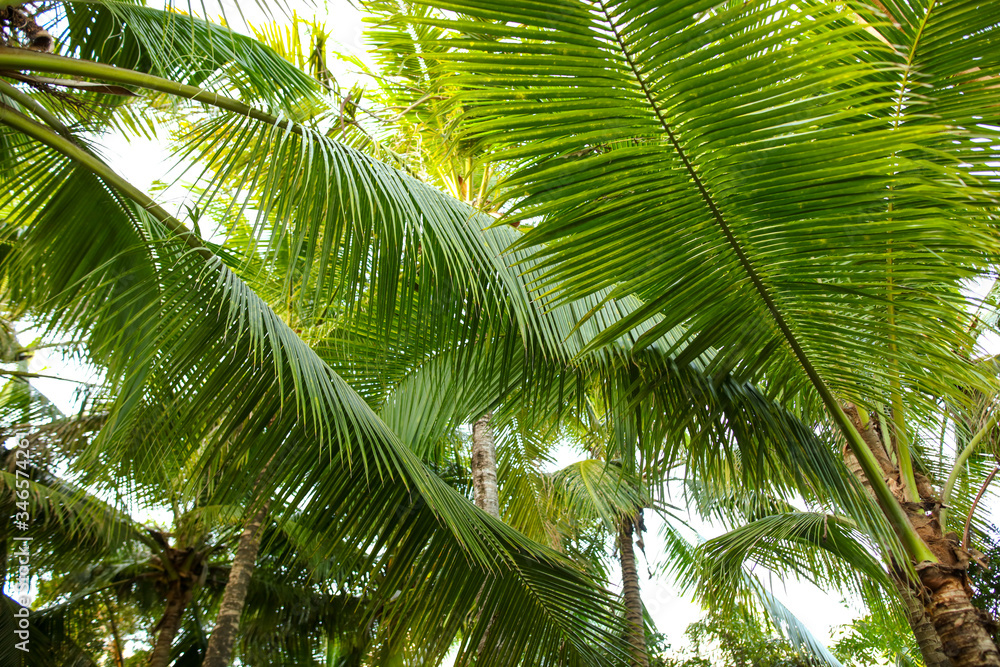 Large green branches on coconut trees Large green branches on coconut trees