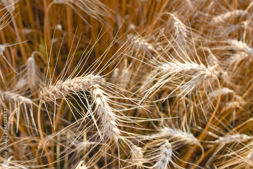 Ripe grain on the meadow. Harvest corn. Agricilture. Ripe grain on the meadow. Harvest corn. Agricilture.