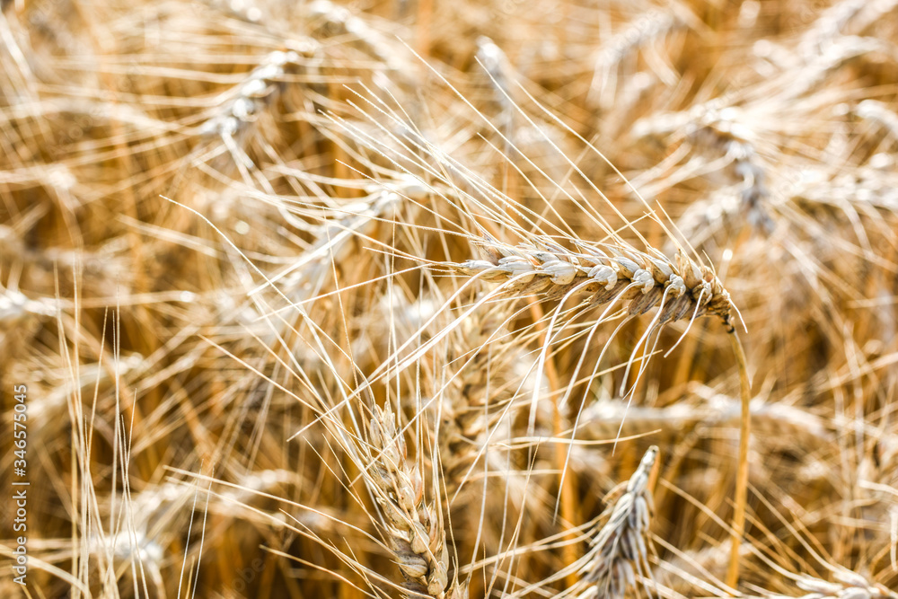 Ripe grain on the meadow. Harvest corn. Agricilture. Ripe grain on the meadow. Harvest corn. Agricilture.