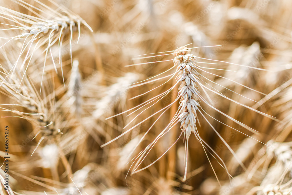 Ripe grain on the meadow. Harvest corn. Agricilture. Ripe grain on the meadow. Harvest corn. Agricilture.