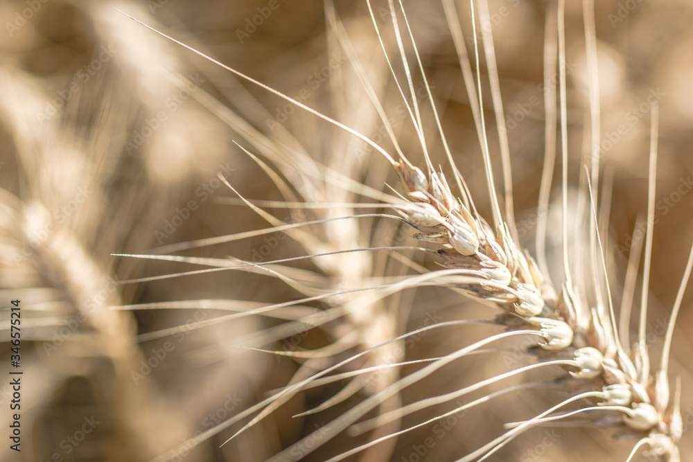 Ripe grain on the meadow. Harvest corn. Agricilture. Ripe grain on the meadow. Harvest corn. Agricilture.
