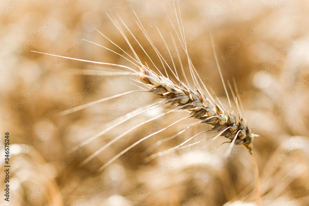 Ripe grain on the meadow. Harvest corn. Agricilture. Ripe grain on the meadow. Harvest corn. Agricilture.