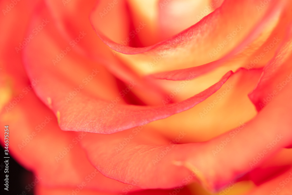 Beautiful rose flower as an abstract background Beautiful rose flower as an abstract background