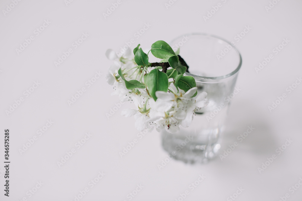 Spring still life. branch with white flowers of cherry in a vase on white background. Place for text. Concept of spring or mom day Spring still life. branch with white flowers of cherry in a vase on white background. Place for text. Concept of spring or mom day
