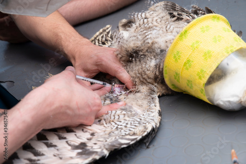 exotic vet examinate a eagle owl