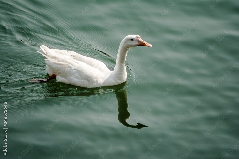 Obraz premium ducks swimming in the water in Beautiful Bhimtal lake of Nainital Uttarakhand 