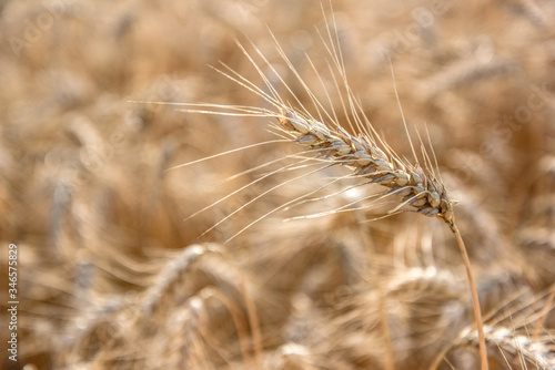 Ripe grain on the meadow. Harvest corn. Agricilture.