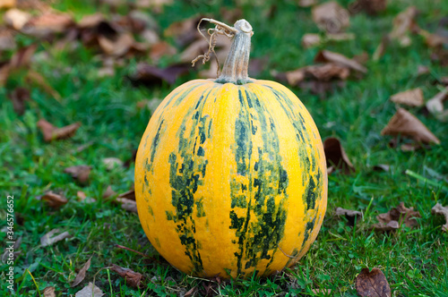 Yellow-green striped pumpkin on the green grass. Yellow autumn leaves in the background. Horizontal photo with a bright pumpkin with place for text.