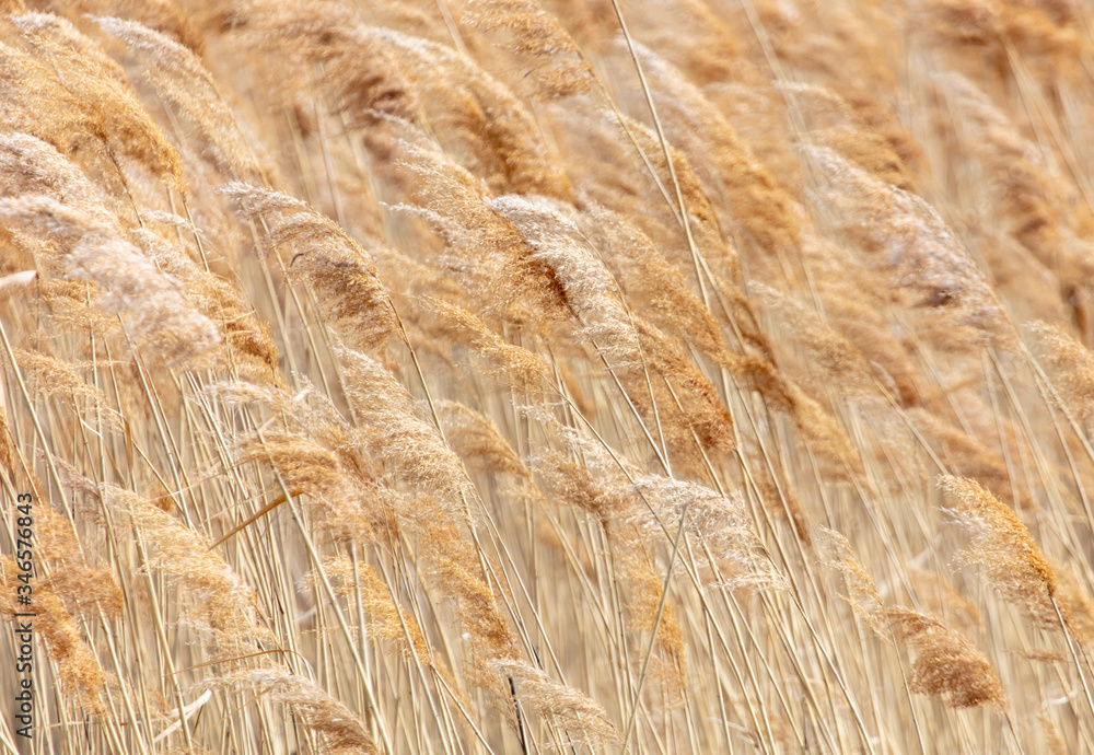 Fototapeta premium The reeds on the lake.
