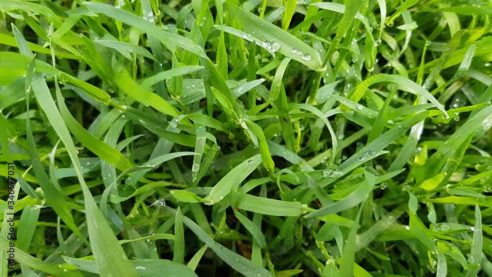 Fresh green grass as a background. grass sways in a gentle breeze. dew is clearly visible on the blades of grass. an ant crawling on the grass Fresh green grass as a background. grass sways in a gentle breeze. dew is clearly visible on the blades of grass. an ant crawling on the grass