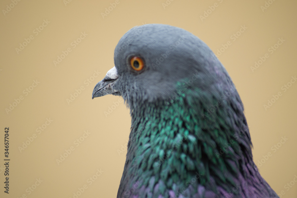 collection of photographs of city pigeon collection of photographs of city pigeon