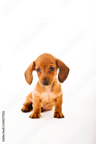 Dachshund brown cute puppy on white background