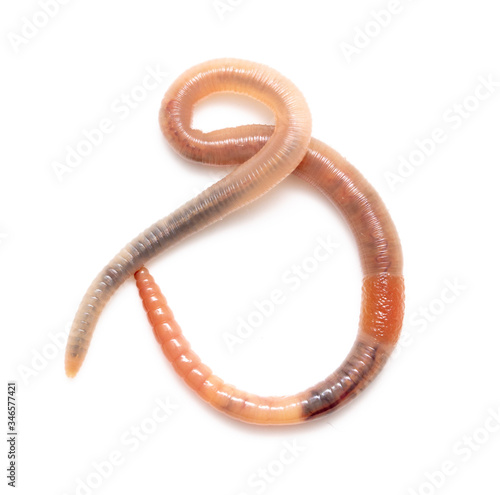 Earthworm on a white background. © schankz