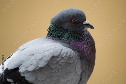 collection of photographs of city pigeon