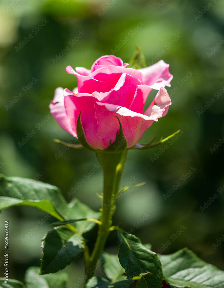 Beautiful pink rose in the park.