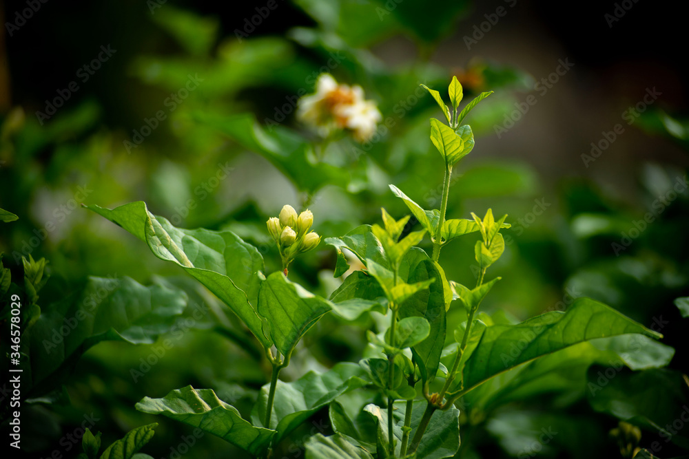 Jasmine is about to bloom, young buds are splitting young leaves. Jasmine is about to bloom, young buds are splitting young leaves.