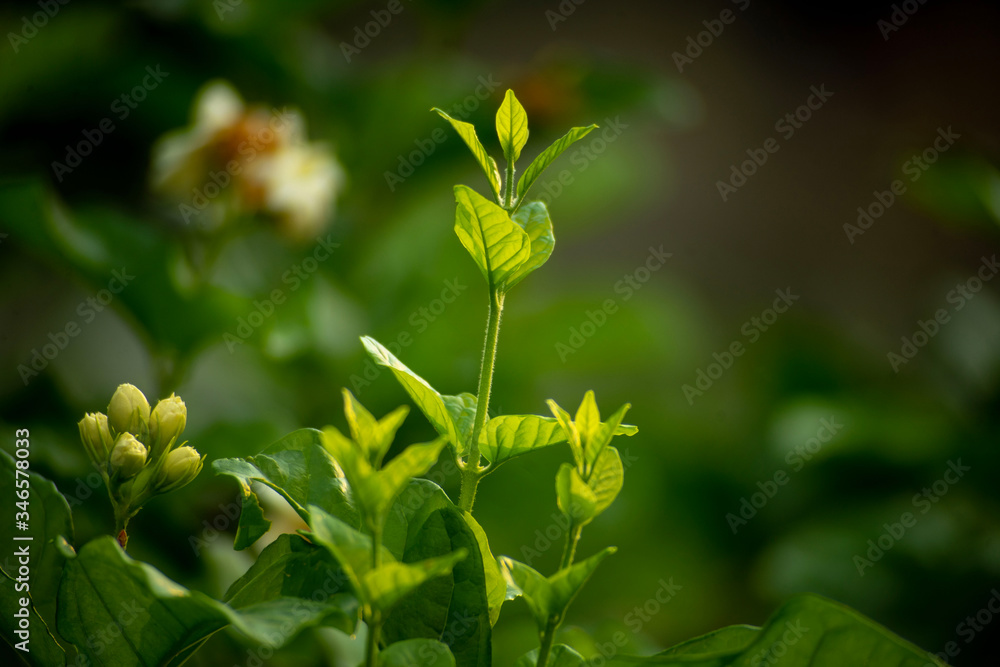 Jasmine is about to bloom, young buds are splitting young leaves. Jasmine is about to bloom, young buds are splitting young leaves.