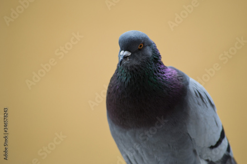 collection of photographs of city pigeon