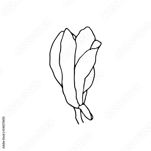 Magnolia illustration. Vector illustration isolated on white background