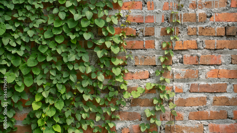 Red brick walls with vines, images suitable for use as wallpapers, background images, or graphic resources Red brick walls with vines, images suitable for use as wallpapers, background images, or graphic resources