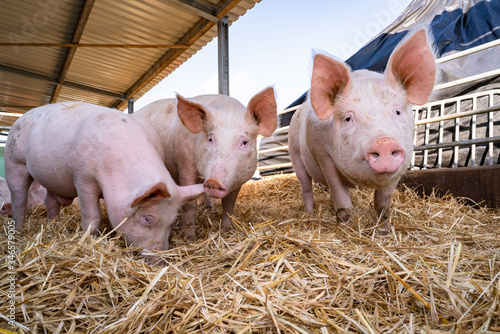 Bio - Schweinehaltung - Schwein spielen im Stroh einer Aussenbucht. © Countrypixel