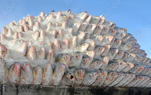 Delicious hilsha fish and blue sky stock photo photo