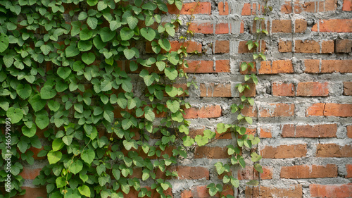 Red brick walls with vines, images suitable for use as wallpapers, background images, or graphic resources