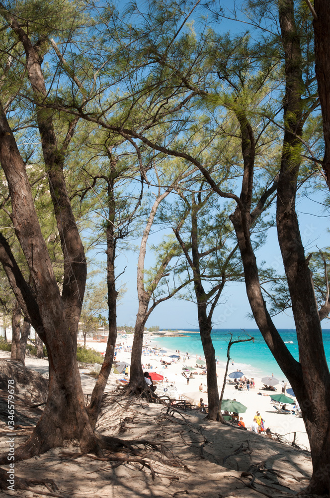 Paradise Island Cabbage Beach Trees