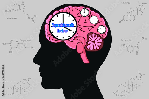 The circadian rhythms are controlled by circadian clocks or biological clock these clocks tell our brain when to sleep, tell our gut when to digest and control our activity in several day.