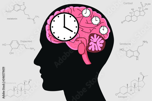 The circadian rhythms are controlled by circadian clocks or biological clock these clocks tell our brain when to sleep, tell our gut when to digest and control our activity in several day.