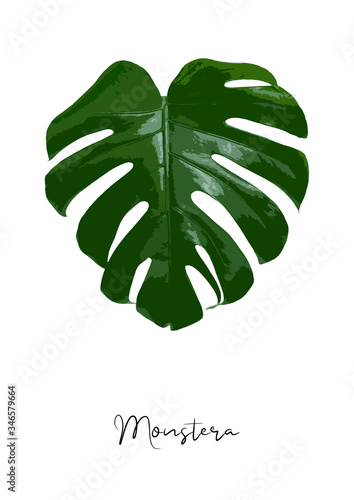 Decorative monstera leaf isolated on white background poster vector illustration