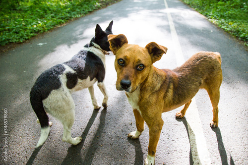 
stray dogs walk in the park