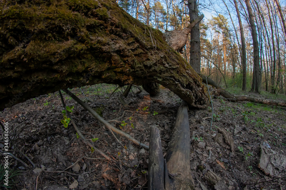 View from under a fallen tree covered with moss in the forest View from under a fallen tree covered with moss in the forest