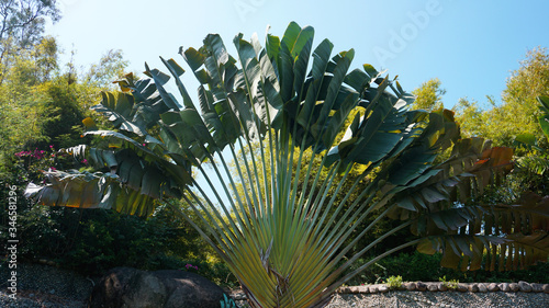 Tropical palm and banana leaves  floral pattern background  real photo