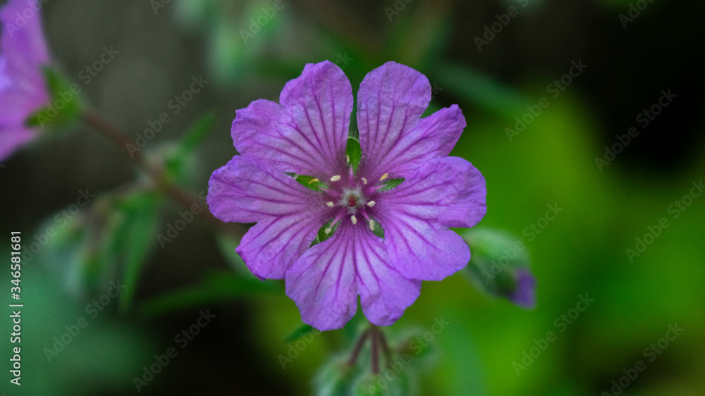 Purple Pink flower head in the garden Purple Pink flower head in the garden
