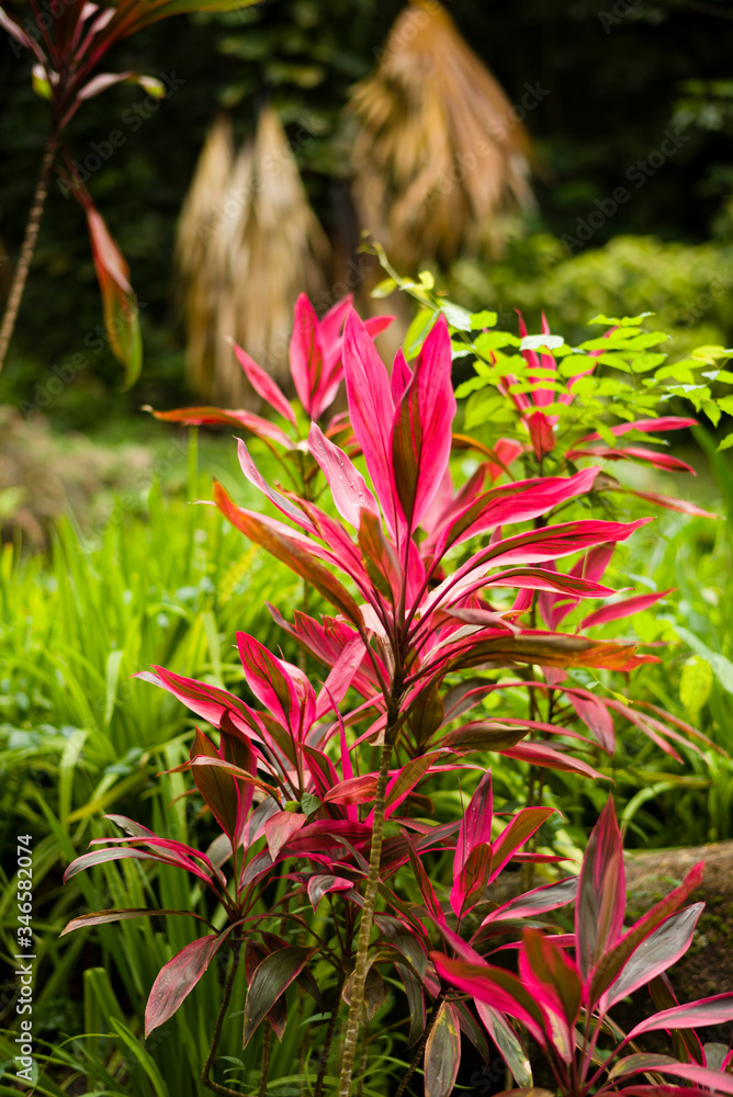 Fototapeta premium Victoria Botanical Gardens in Mahe, Seychelles