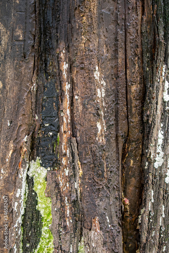 Fototapeta Naklejka Na Ścianę i Meble -  Wood texture background 