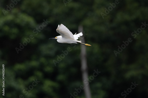 Great Egret in nature