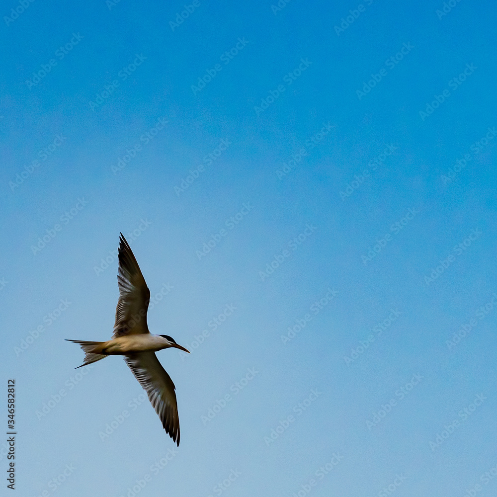 Fototapeta premium seagull flying with beautiful sky behind