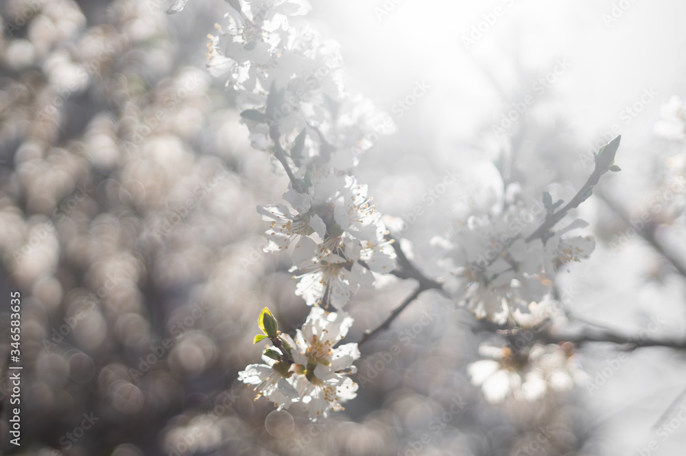 background of branches of a blossoming cherry tree in small white flowers on a spring sunny day, selective focus and lens flare