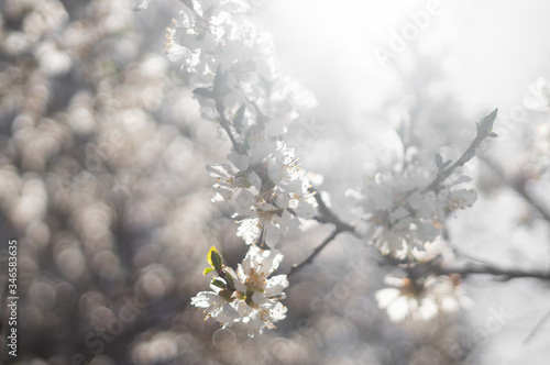 background of branches of a blossoming cherry tree in small white flowers on a spring sunny day, selective focus and lens flare © Neira