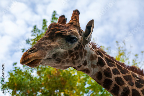 Zoo  giraffe head close up  Portrait of a giraffe on the background of blue sky.