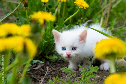Little white kitten with blue eyes in yellow dandelions.