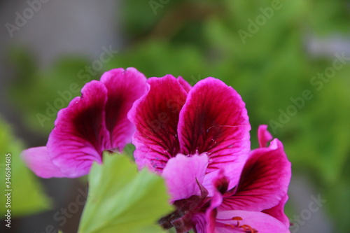 flores de tonos rosados y rojos sobre fondo gris y hojas verdes