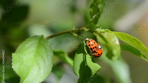 Two ladybird beetles copulating on a green leaf