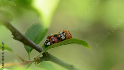 Two ladybird beetles copulating on a green leaf