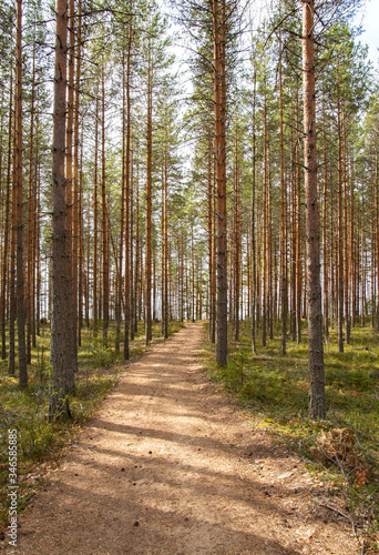 View of the path in the forest, Ruokolahti, Finland