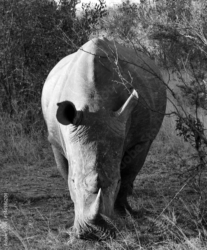 Rhino in Africa