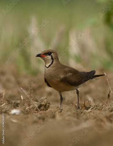 oriental pratincole bird